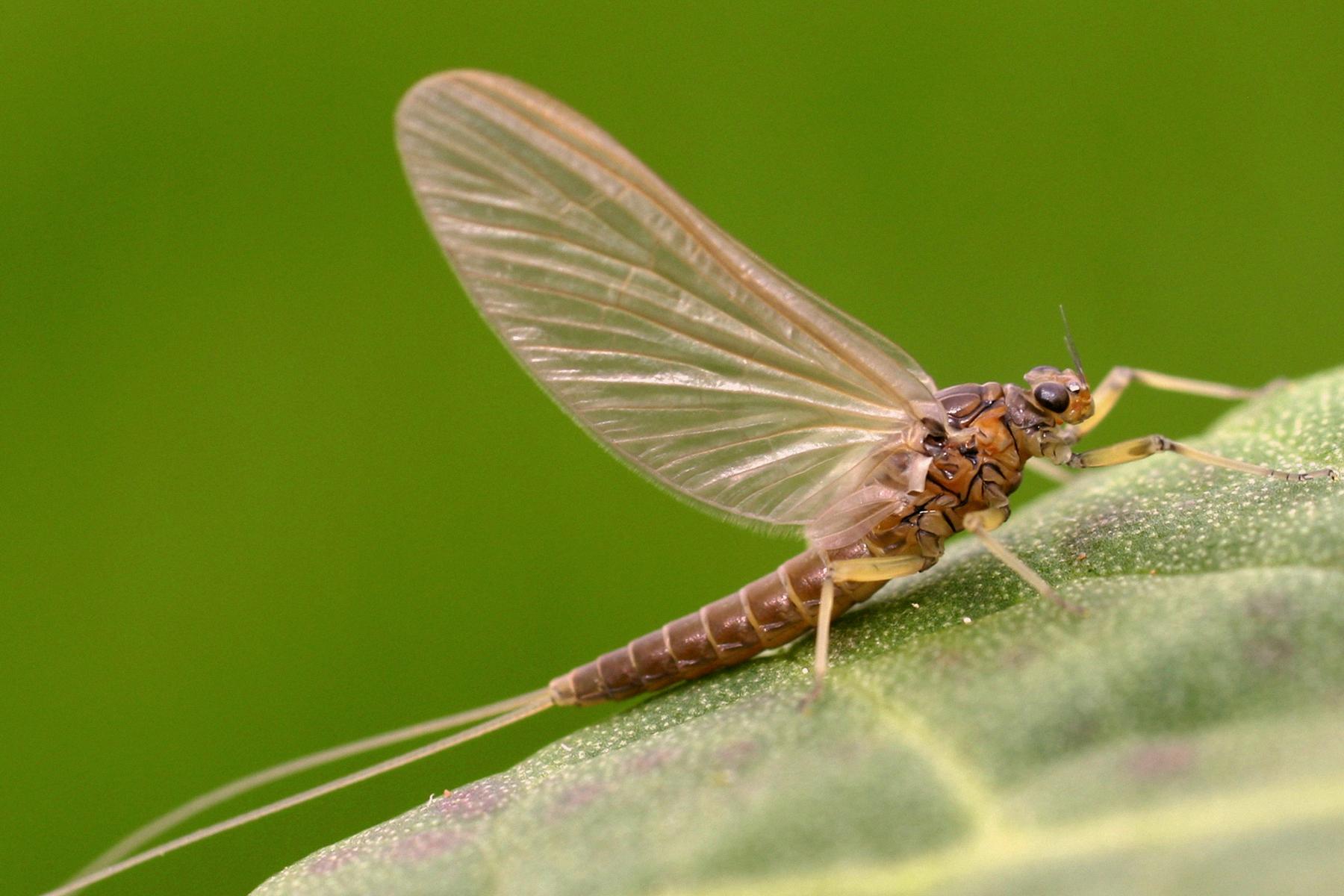Insights into the Mayfly Diet