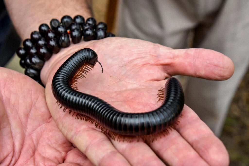 what do millipedes eat