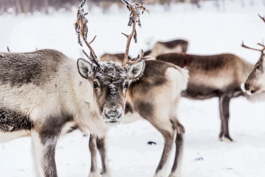 Reindeers Adapt their Diet to the Season