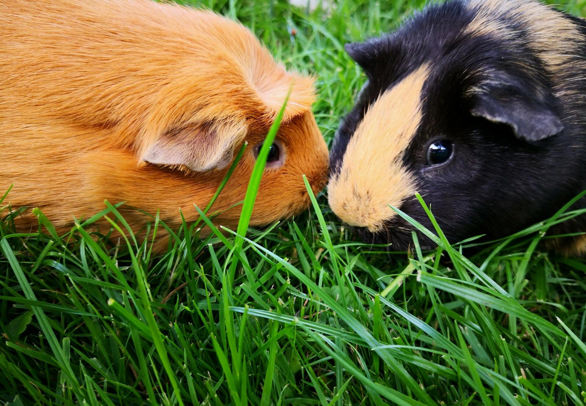 what do you call a group of guinea pigs