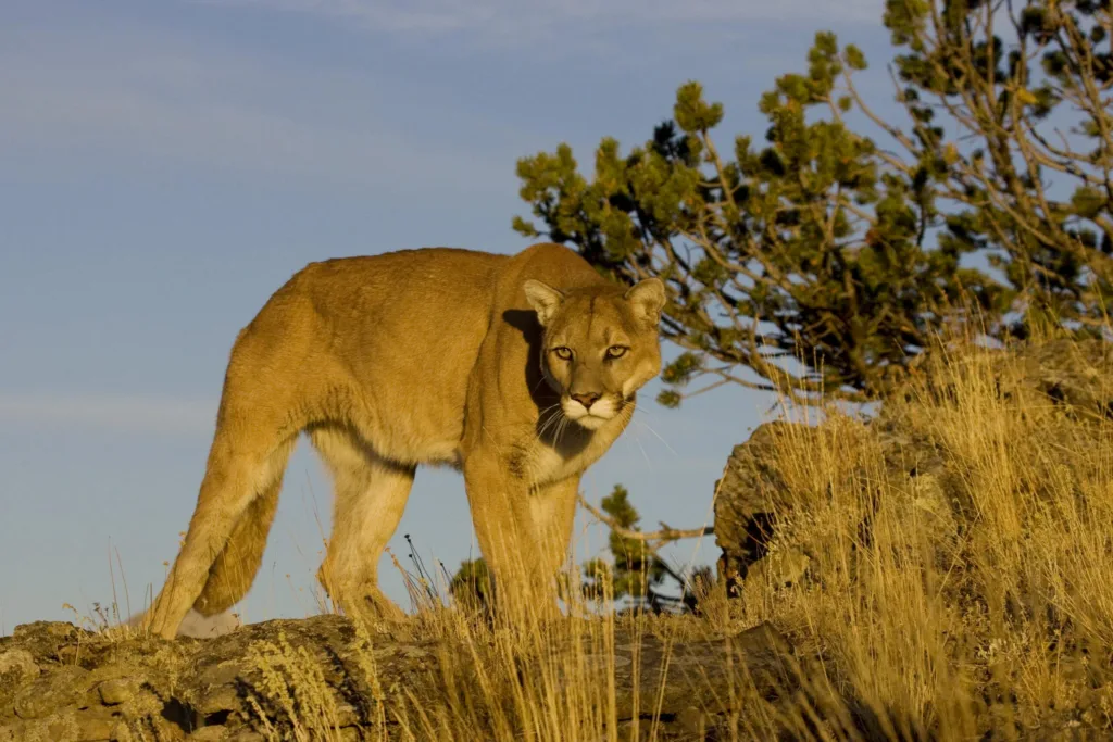 Get Up Close with a Mountain Lion