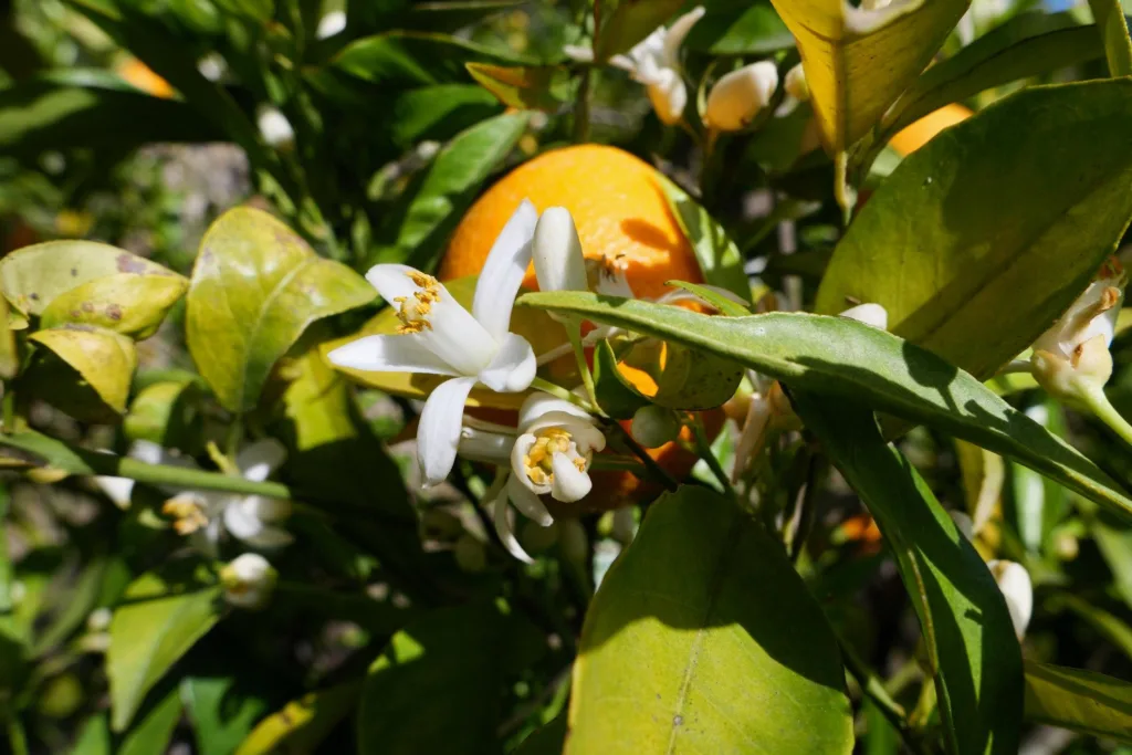 Neroli The Scent of Elegance