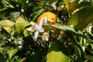 what does neroli smell like 1 1