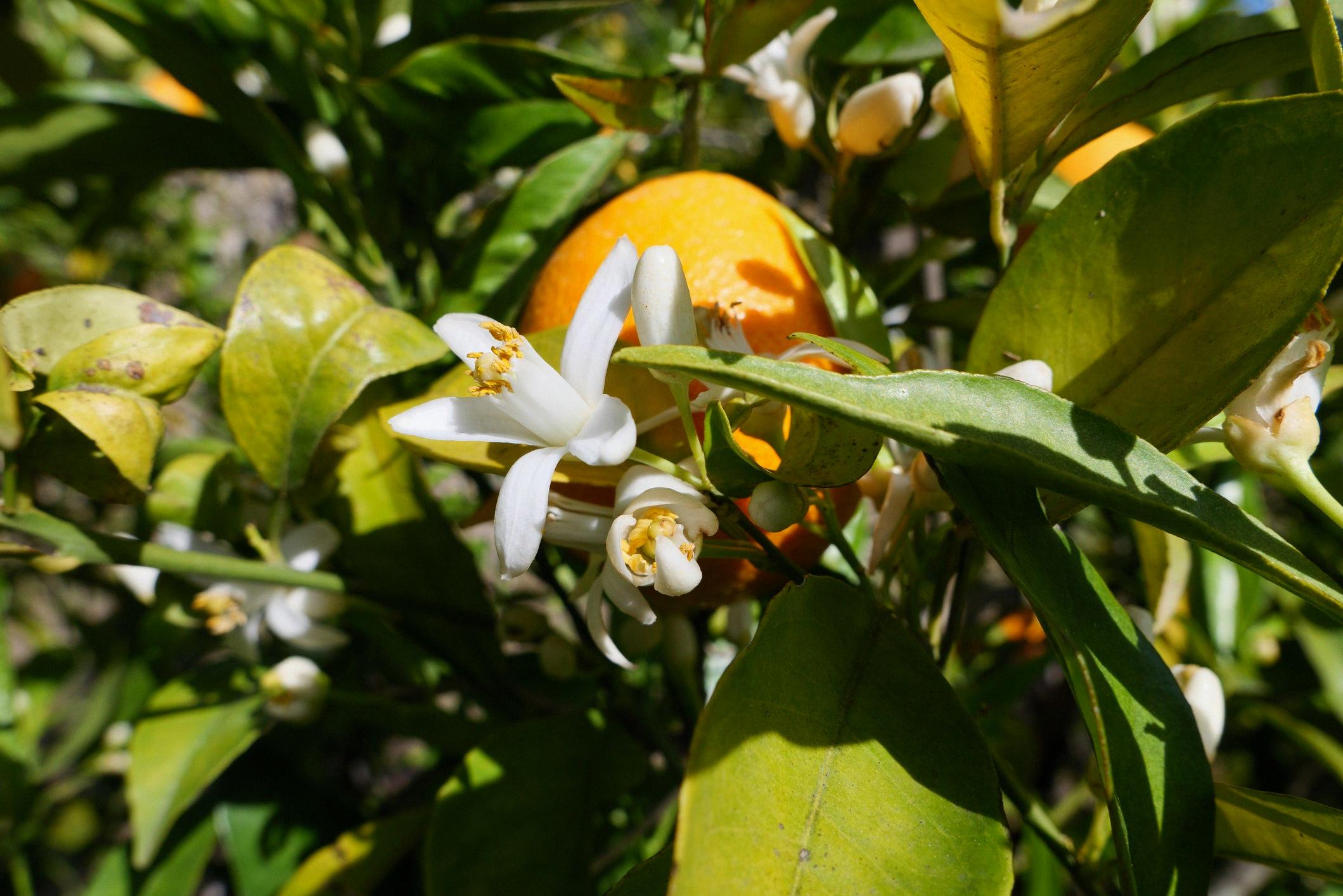 what does neroli smell like