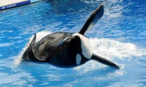 what happened to tilikum 1 1