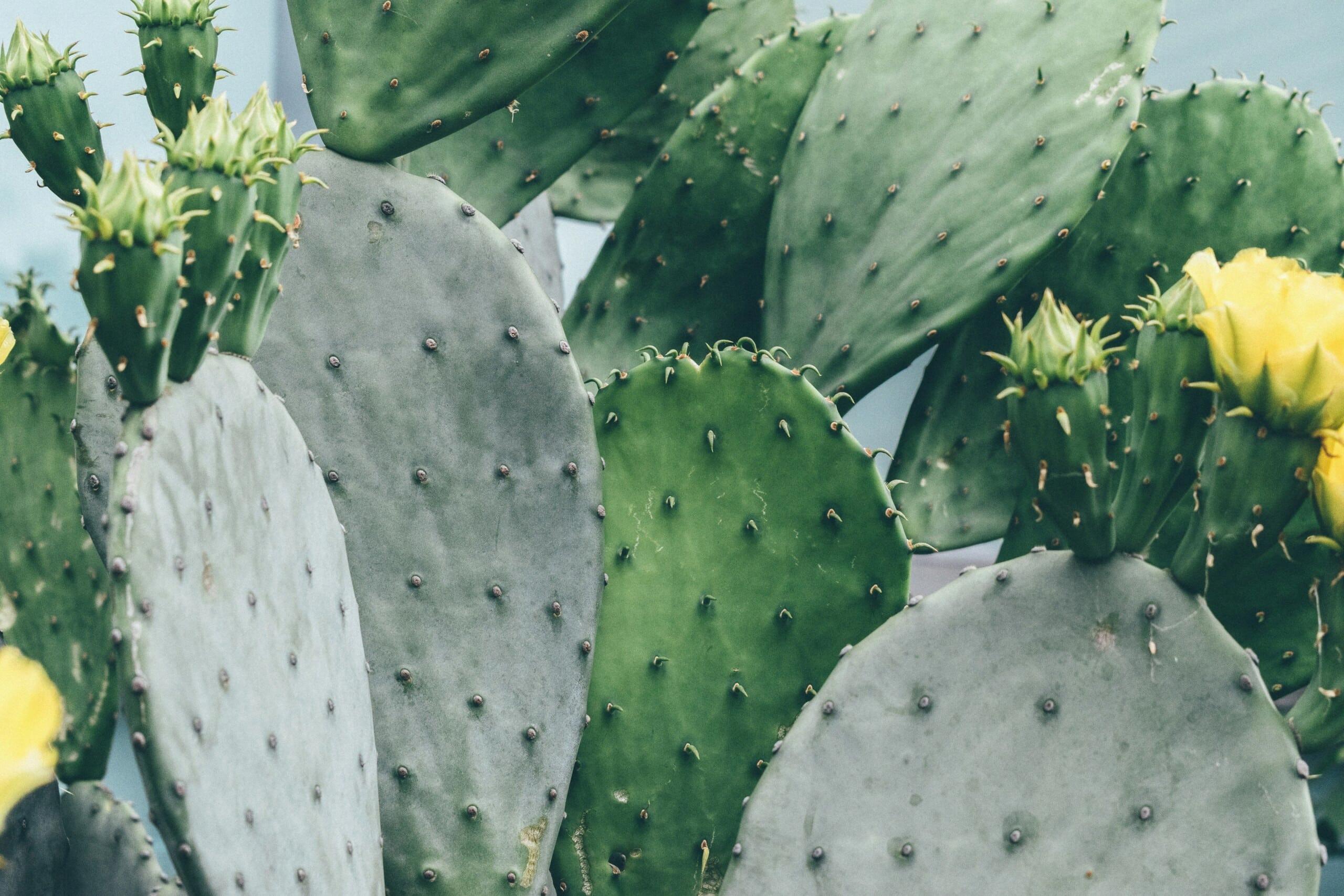 what happens if you eat a cactus