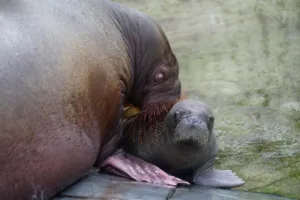 what is a baby walrus called 1 1