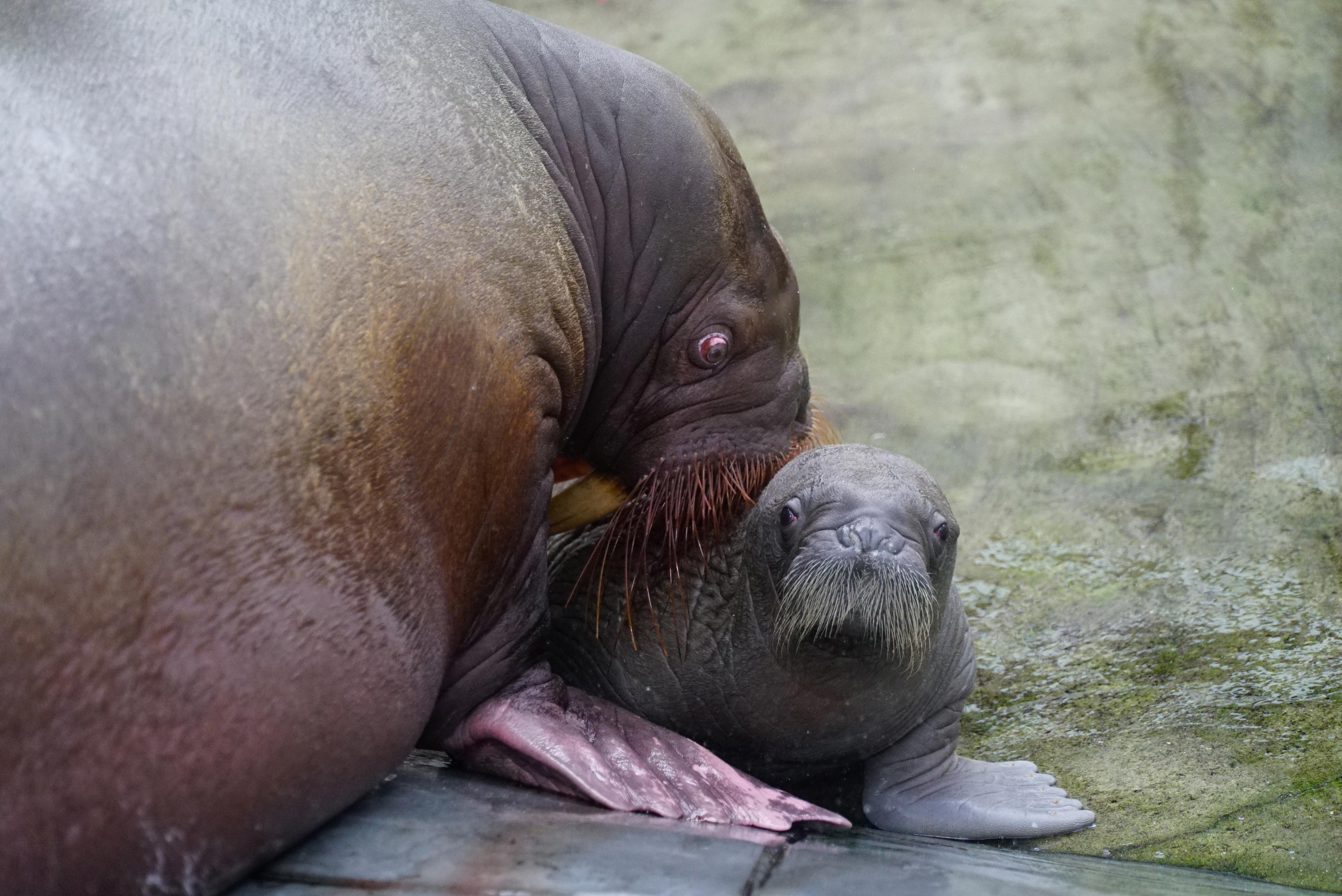 what is a baby walrus called