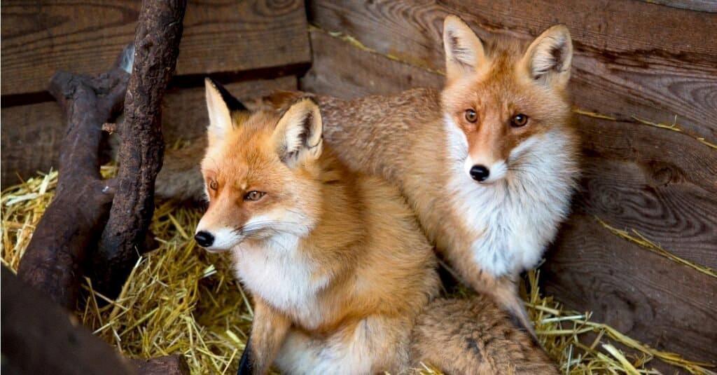 what is a group of foxes called