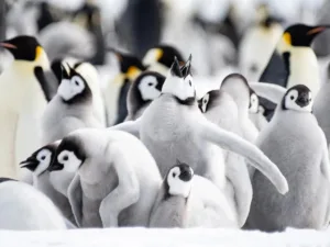 what is a group of penguins called 1 1