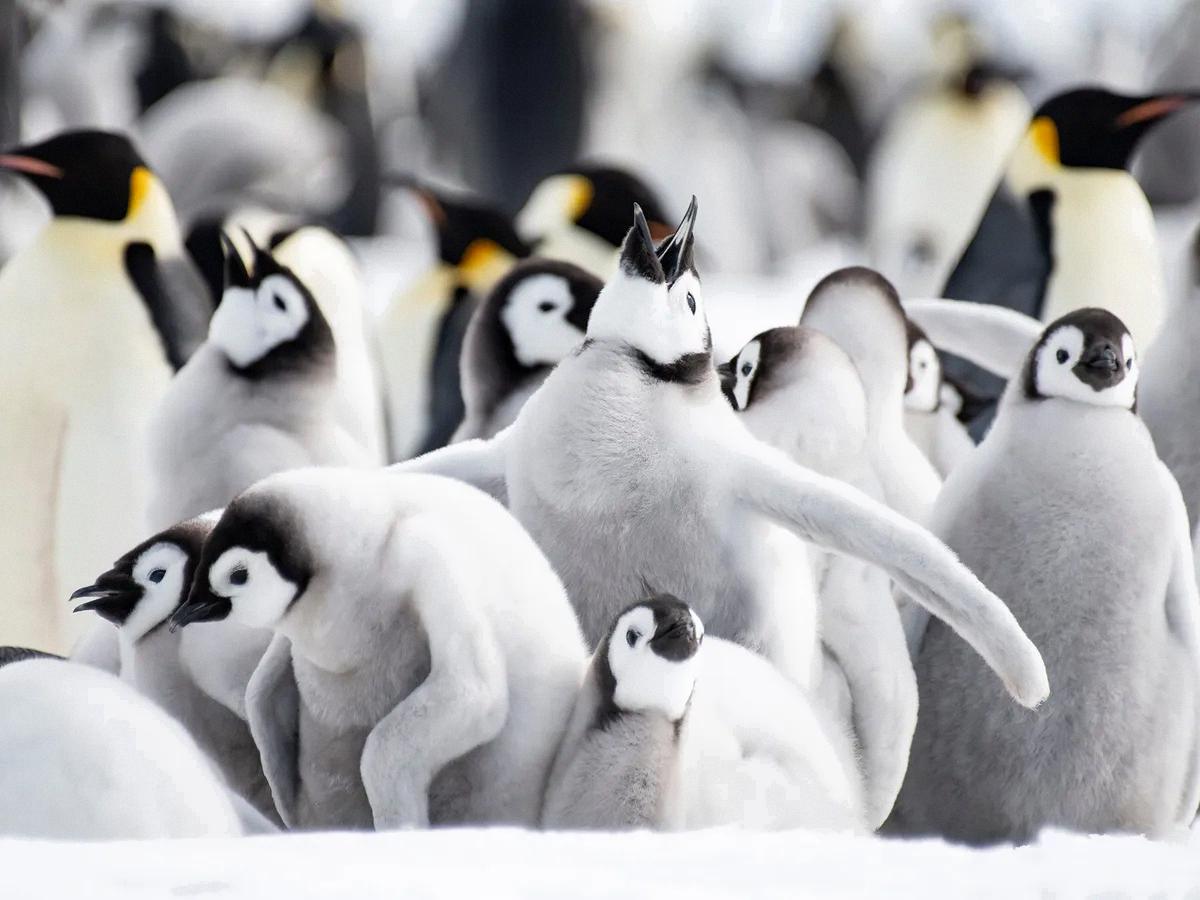what is a group of penguins called