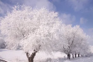 what season is january 1 1