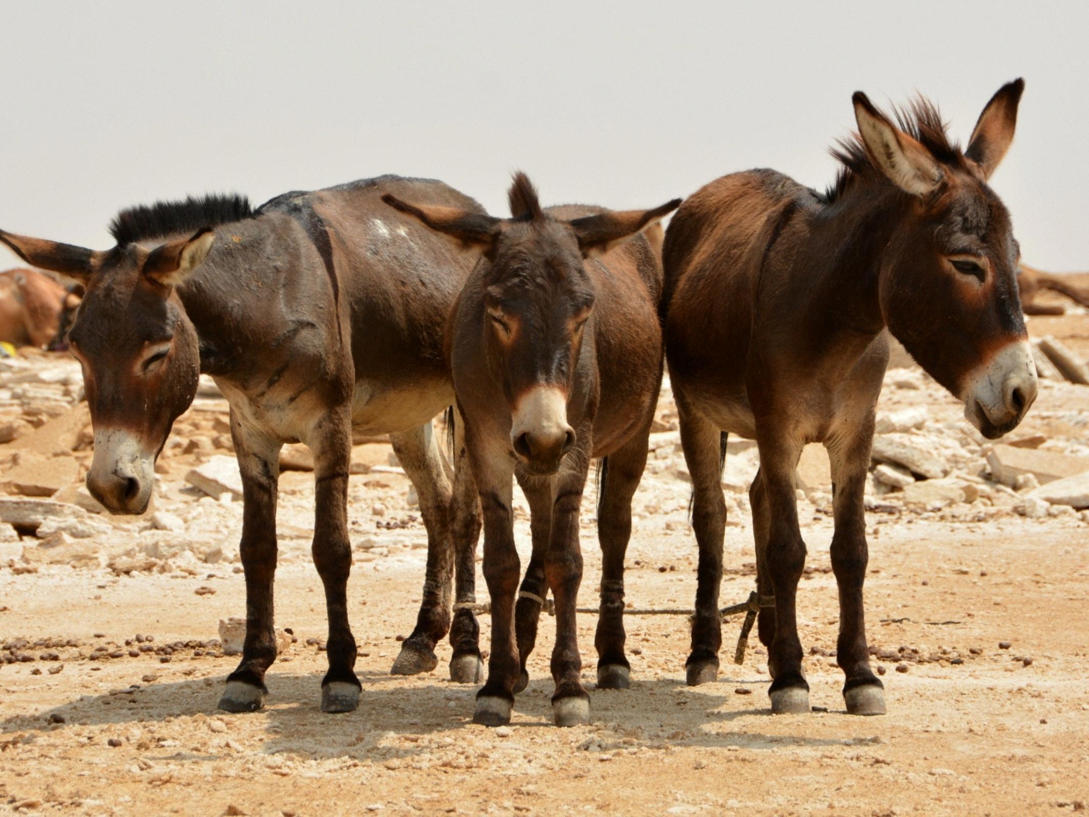 whats a group of donkeys called