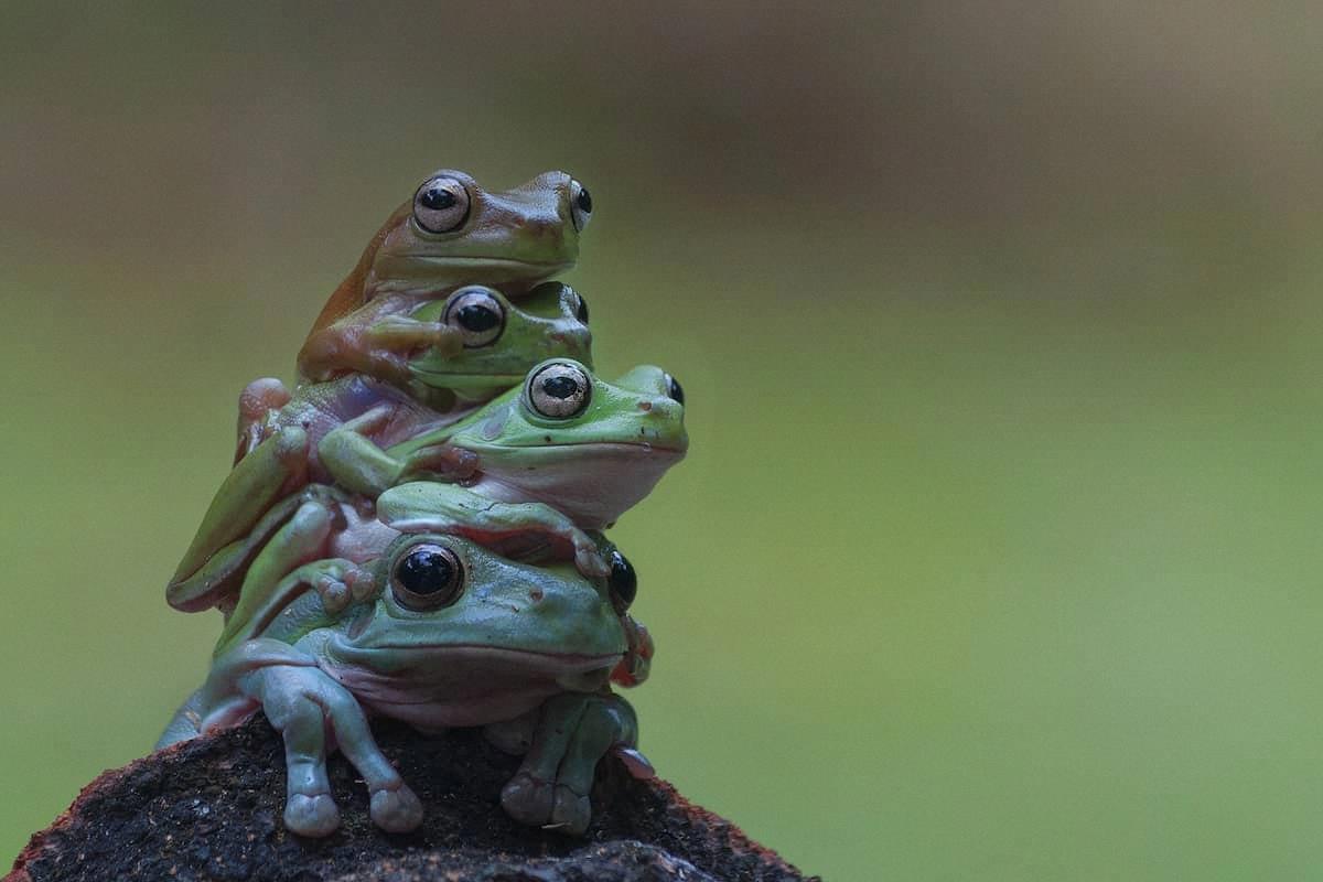 whats a group of toads called