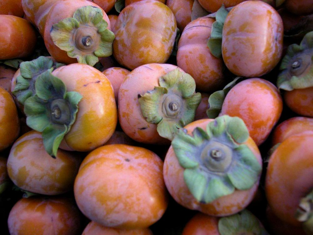 when are persimmons in season