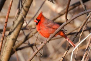 when do cardinals lay eggs 1 1