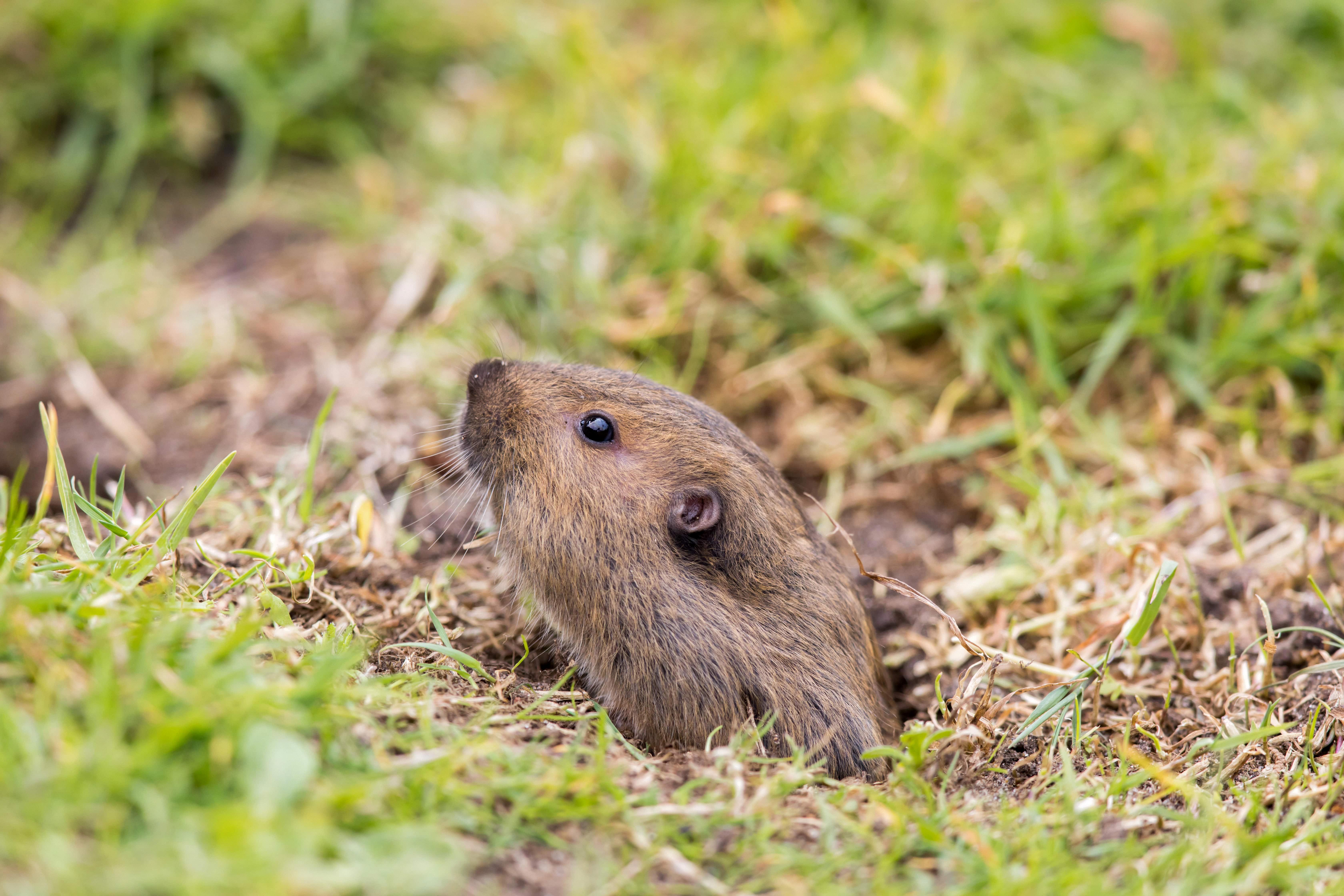 when do gophers come out of their holes