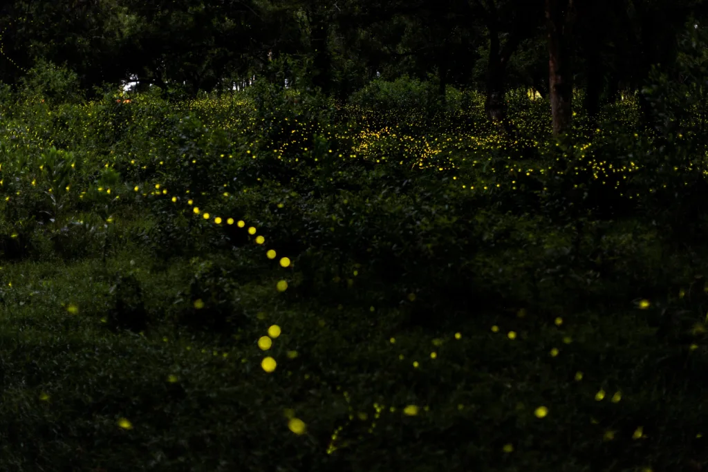 Bear Witness to the Magical Glow of Fireflies