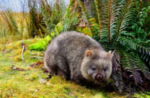 wombat 1689447444