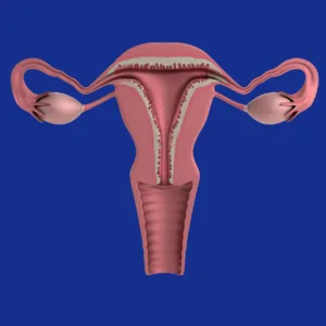 ovary 1691166652