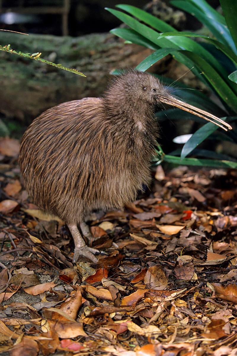 where do kiwi birds live