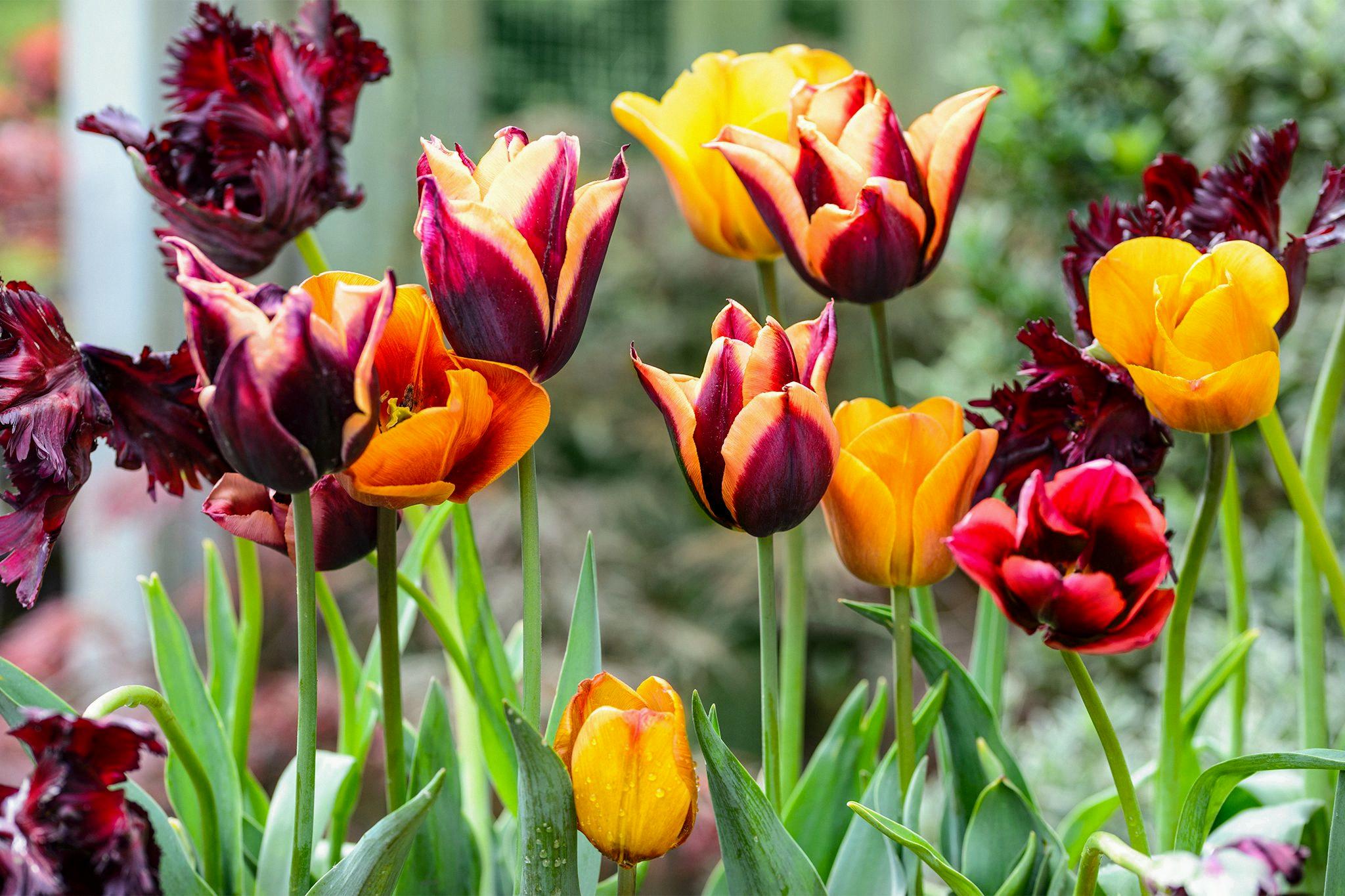 where were tulips once used as a form of currency