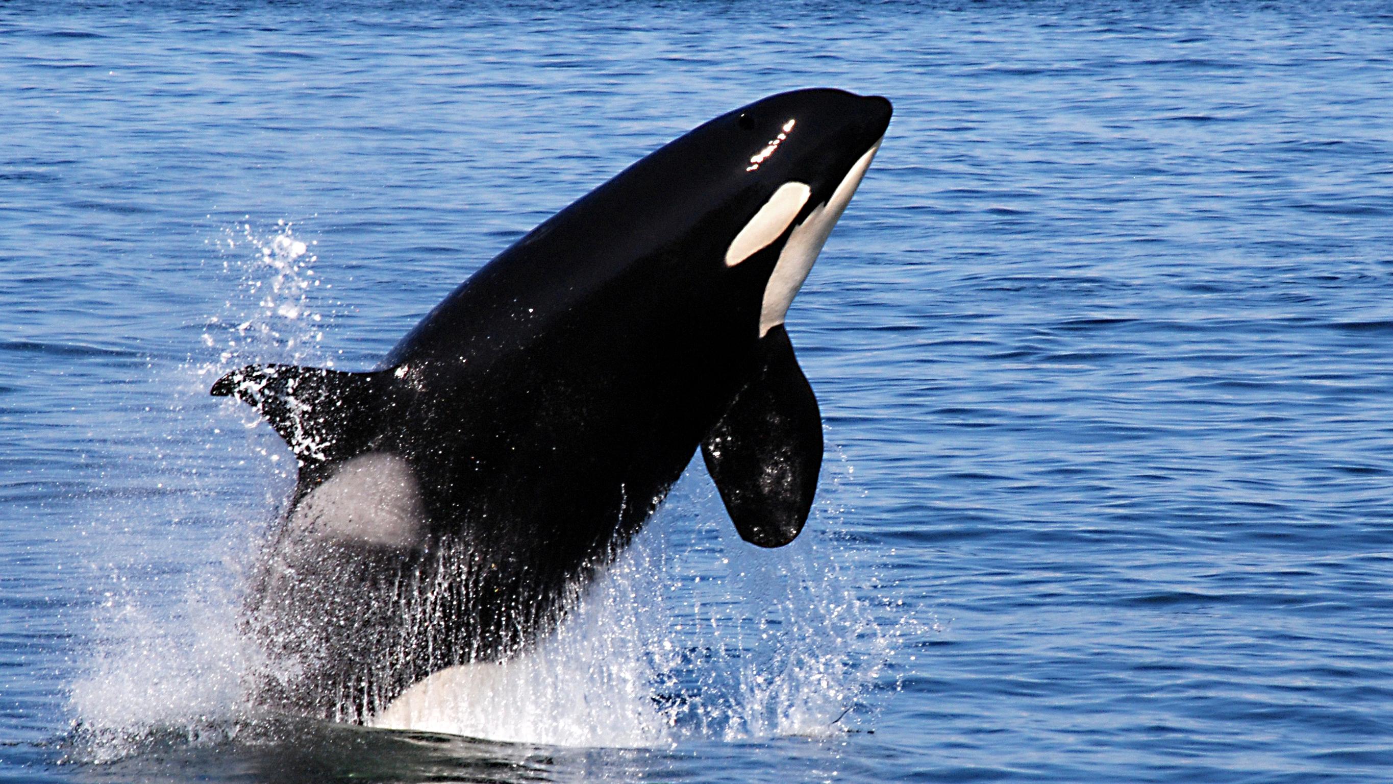 why don t orcas attack humans