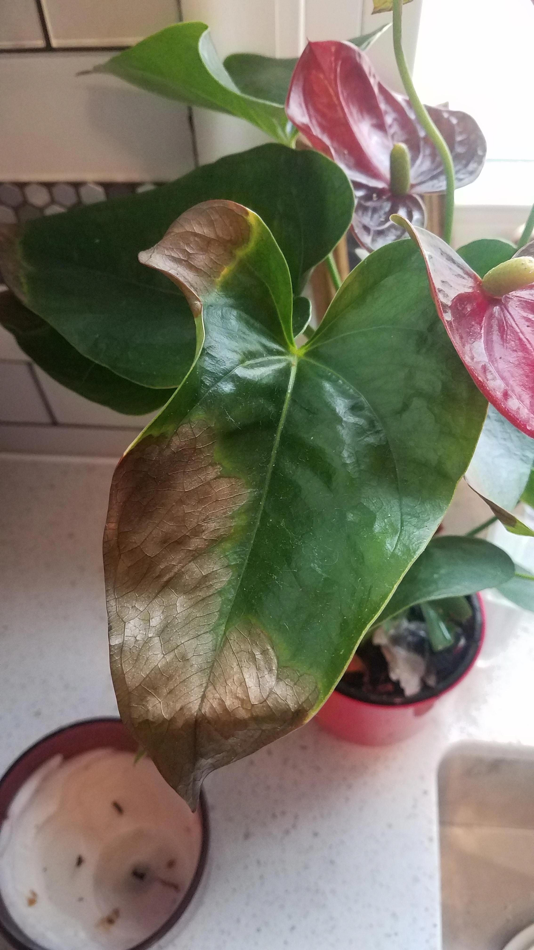 why is my anthurium turning brown