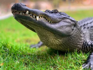 Alligator 1694935493
