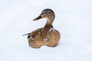 Duck Winter 1693680528