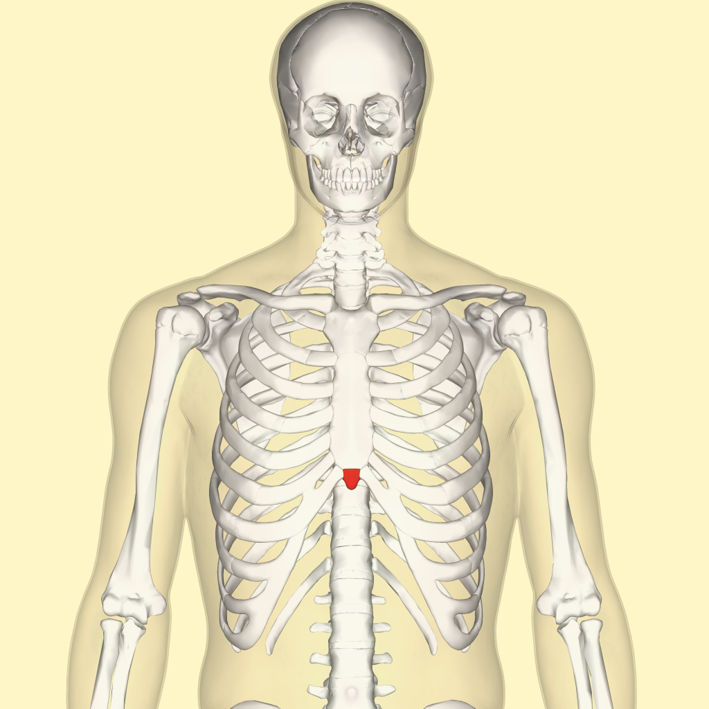 Xiphoid Process 1695375621