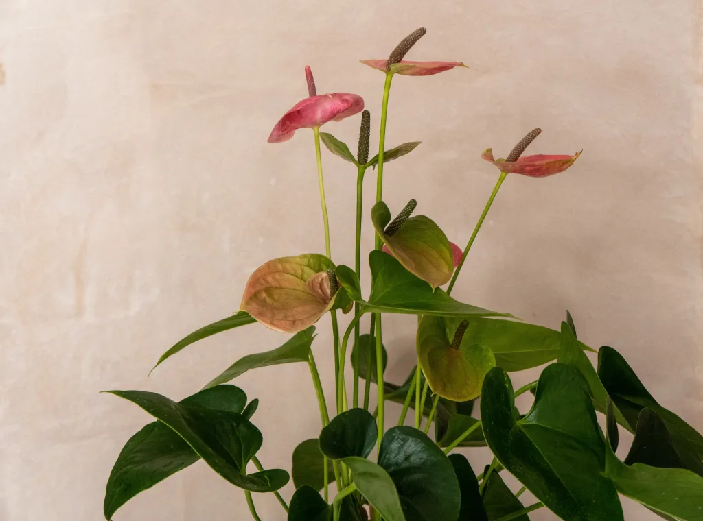 anthuriums 1695021161