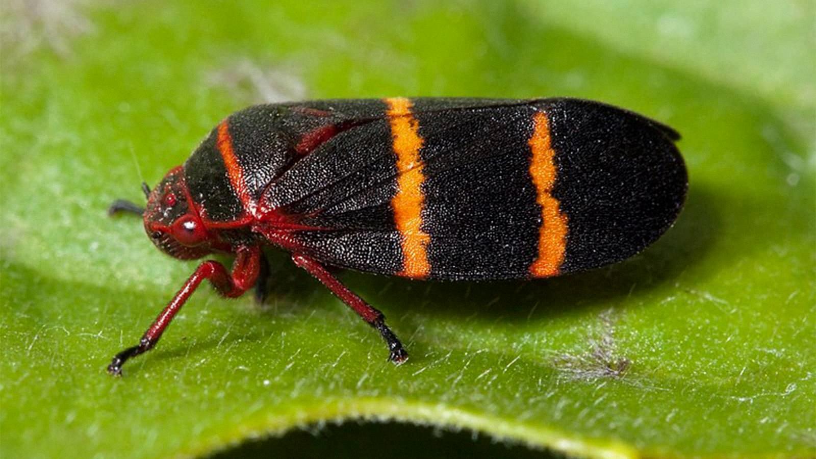 black bug with orange stripes