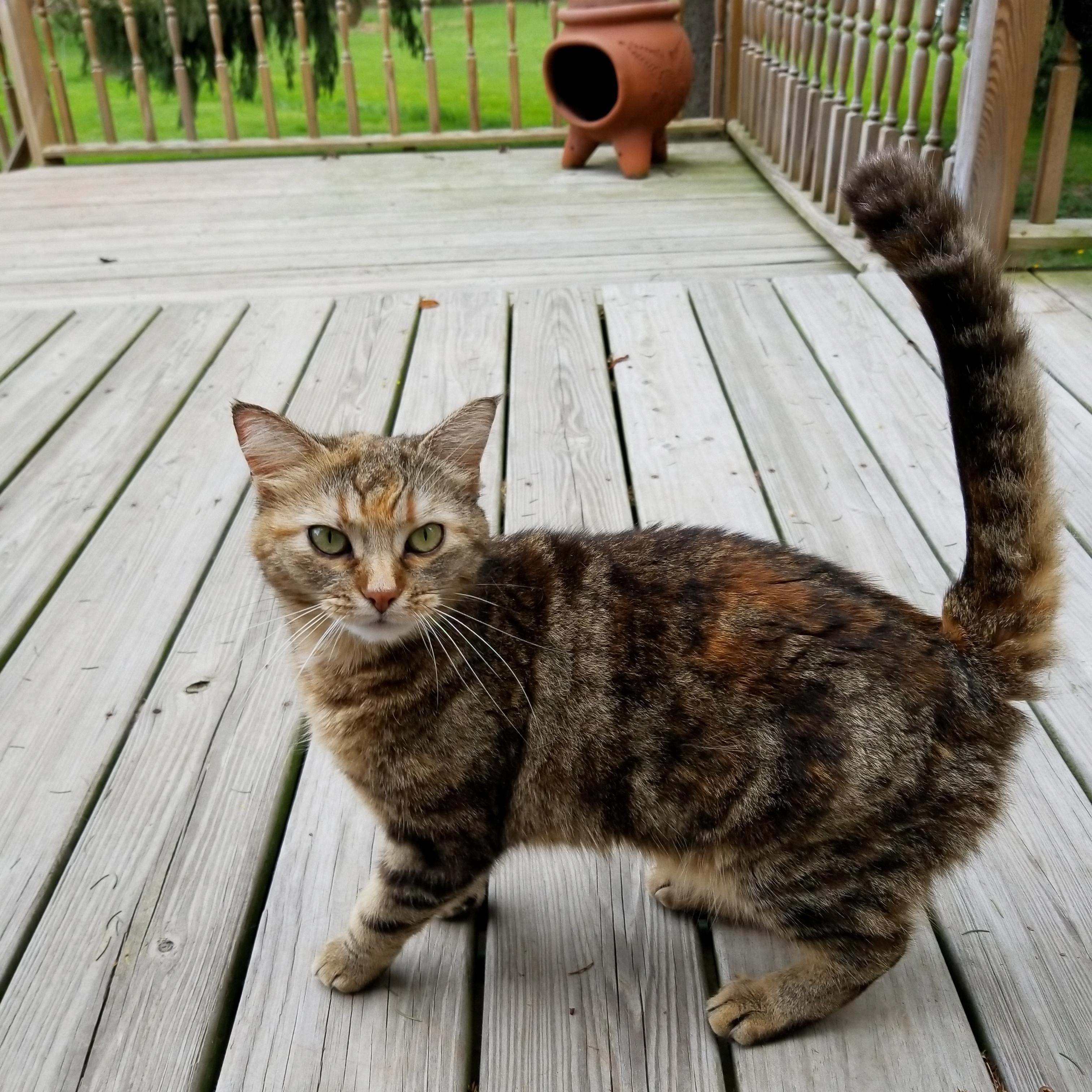 calico tabby mix