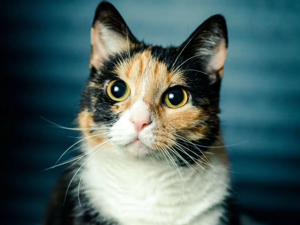 calico tabby cat 1696063197