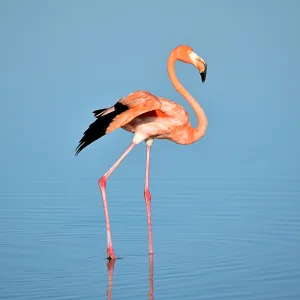 flamingo 1693734550