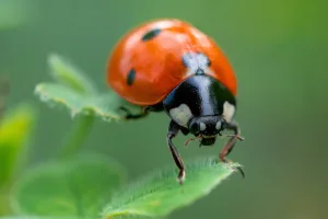 ladybug 1695987917