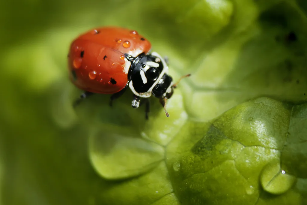 ladybug 1695987923