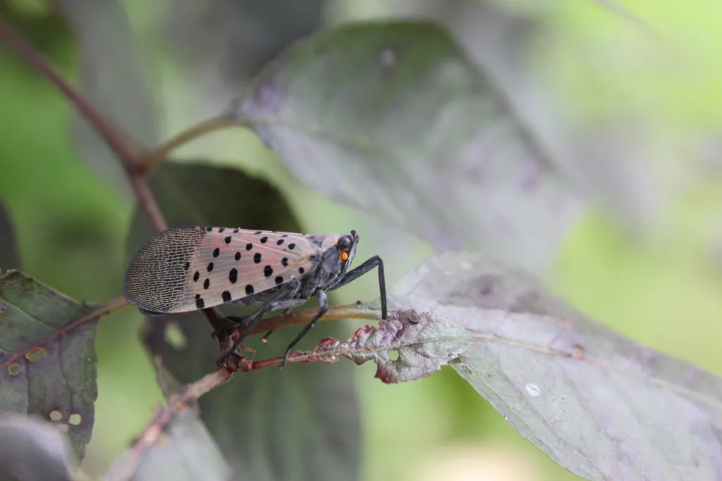 lanternfly 1693729297