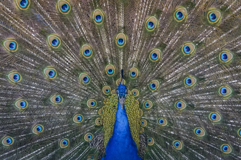 peacock 1693681929