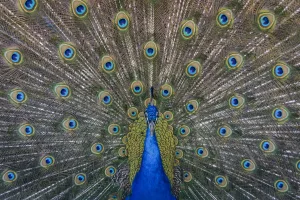 peacock 1693681929