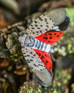 spotted lanternfly 1693729262