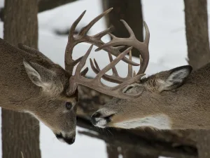 when is rutting season for deer 1