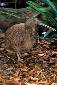 where do kiwi birds live 1