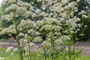 where does valerian grow best 1