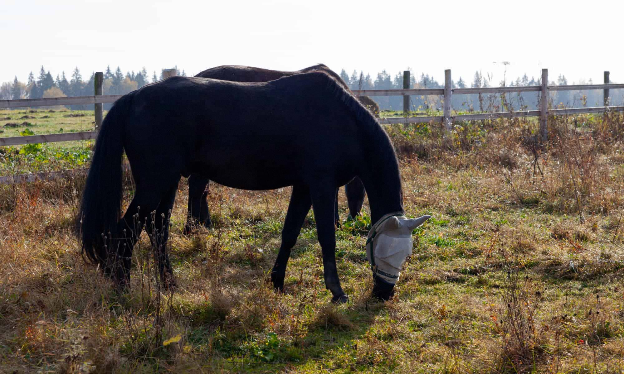 Blinders A Simple Way to Keep Horses Calm and Focused