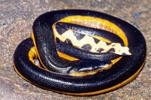 yellow bellied black snake 1 1