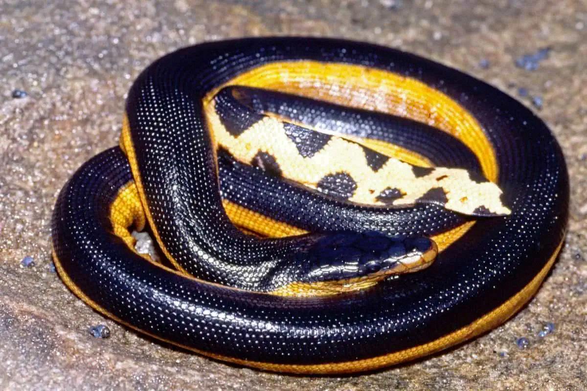 yellow bellied black snake