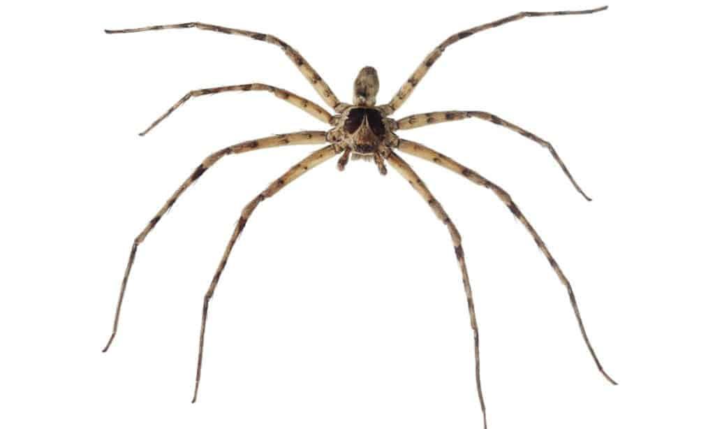 Watch Out for Cane Spider Bites!